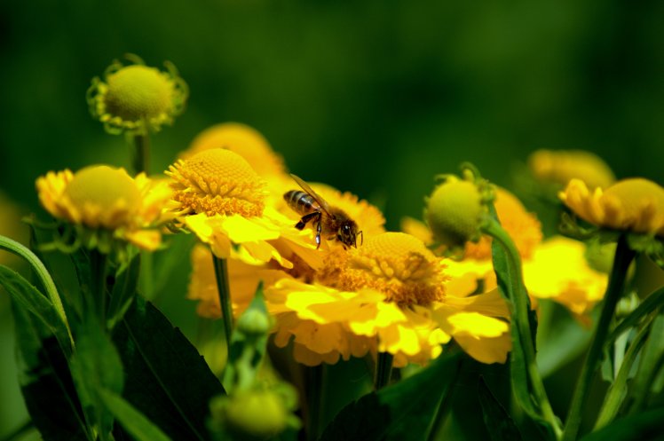 ManyFlowers-CloseUp-Bee